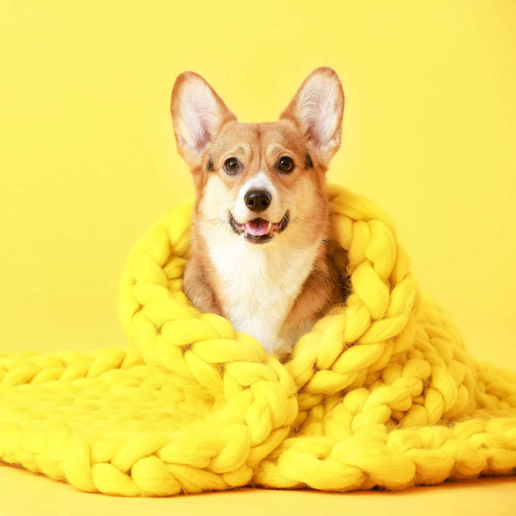 Dog feeling cold outdoors