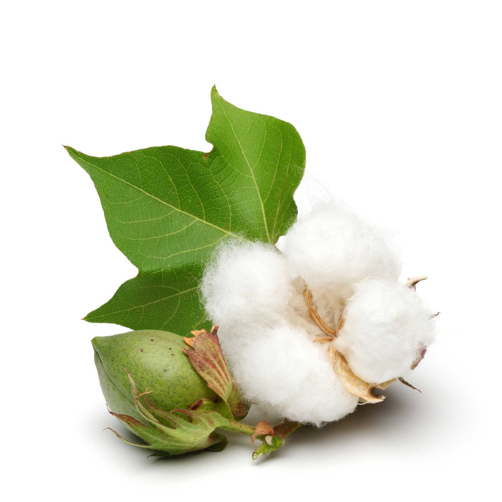 Natural cotton material